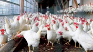 أسعار الدواجن يوم الإثنين 9 مارس