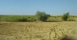 «حماية الأراضي»: إزالة أكثر من 1000 حالة تعد على الرقعة الزراعية خلال أسبوع