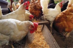 أسعار الدواجن يوم الخميس 16 أبريل